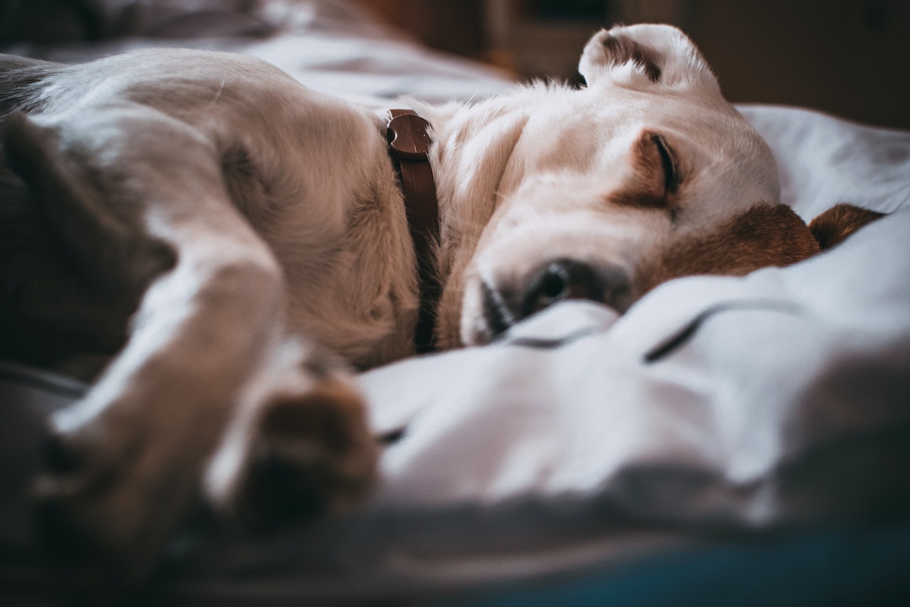 A serene dog napping peacefully on a cozy bed.