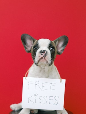 A cute french bulldog with an offer of affection, holding a ‘free kisses’ sign against a vibrant red background.