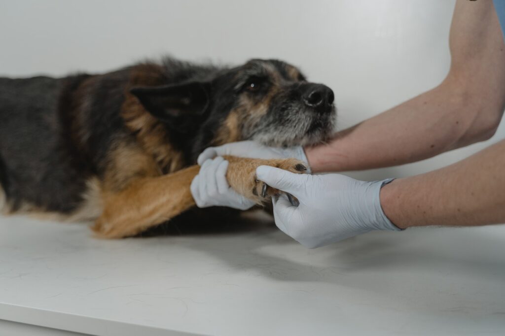 A veterinarian wearing gloves examines the paw of a medium-sized dog, who is licking its paw, lying on a table.