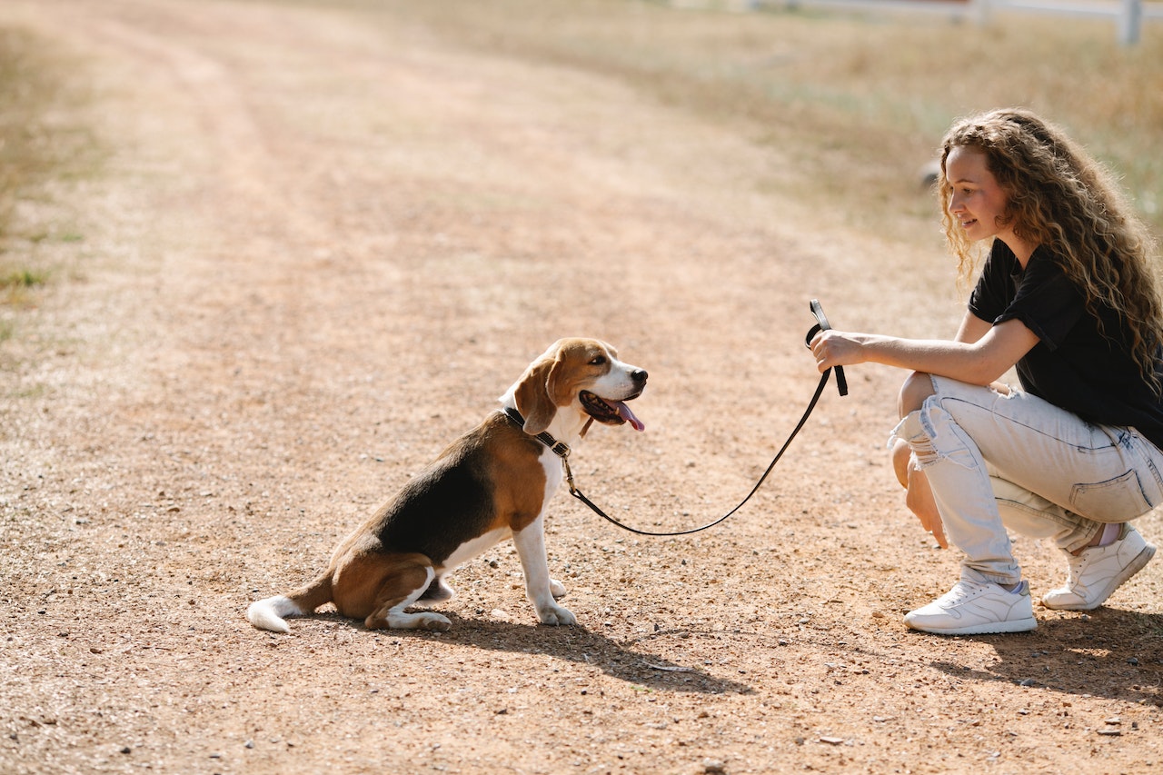 A young woman crouching down teaching a happy beagle on a sunny dirt path to sit.