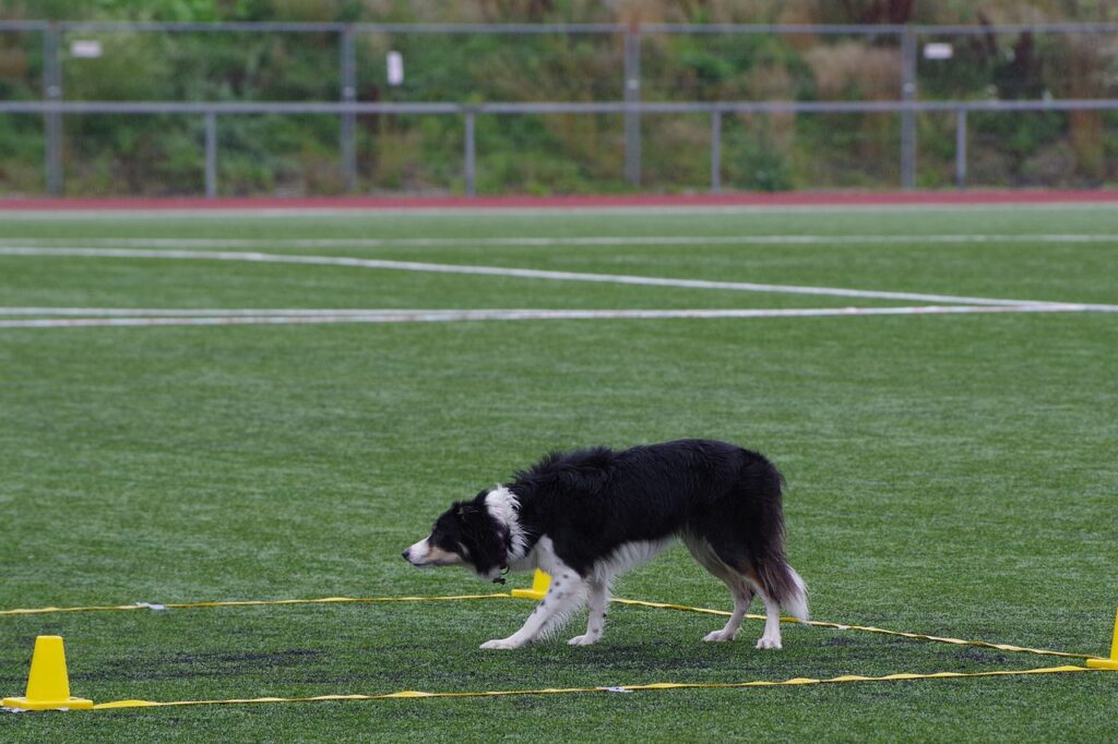 A black and white border collie navigating through yellow agility hurdles on a green synthetic turf field.