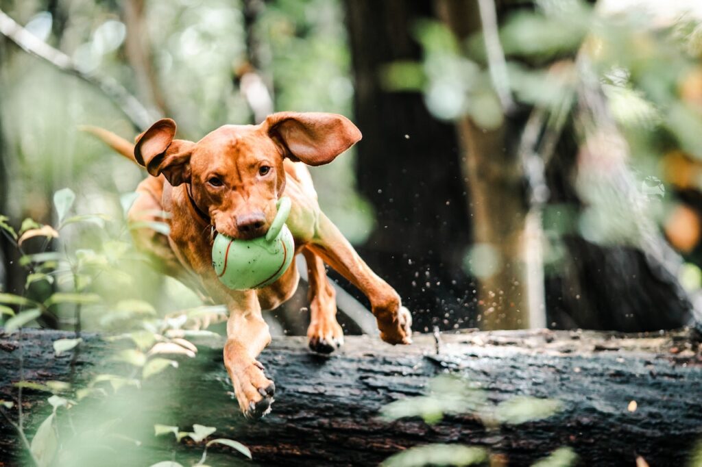 A hyper dog leaping over a log with a ball in its mouth.