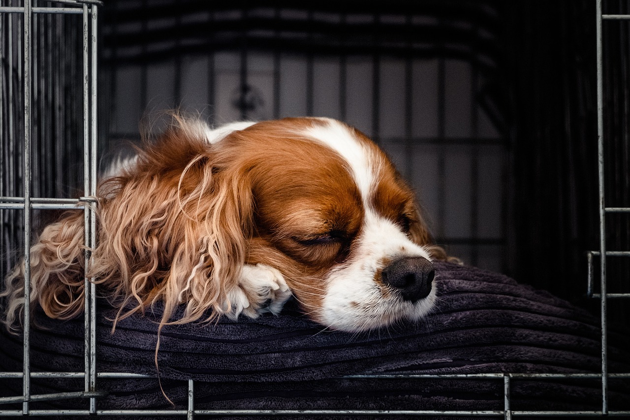 A peaceful cavalier King Charles spaniel taking a nap in its cozy crate.